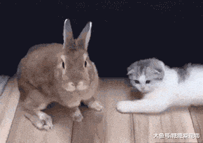 这些年成了精的猫咪，一个个都是戏精！网友：不行，笑的肚子疼