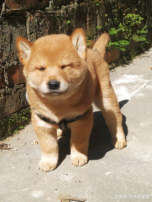 阿姨去买小狗，一眼就相中了它，这只土狗长得太可爱了