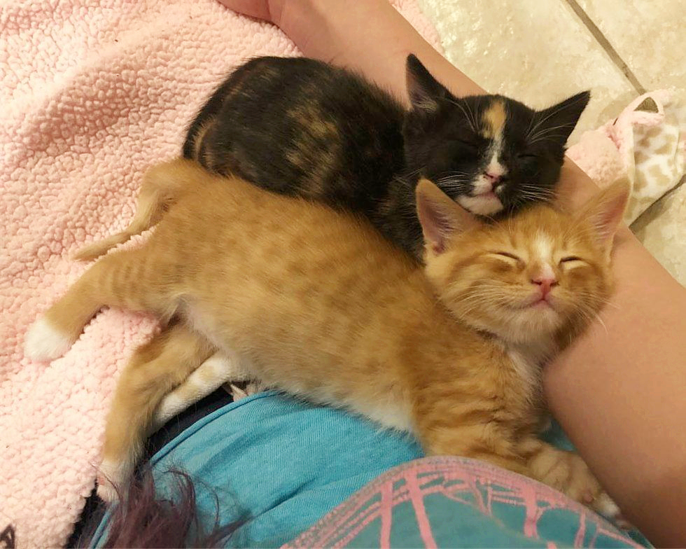 在外流浪时，它俩相依为命，直到遇到新主人，它们有了避风港