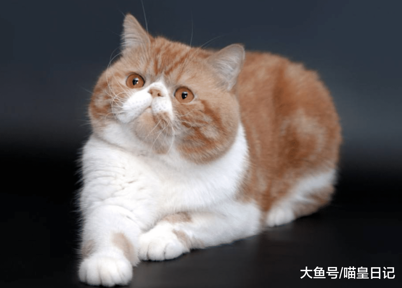 喵星人需要修剪脚毛吗？网友：当然需要，好处有很多！
