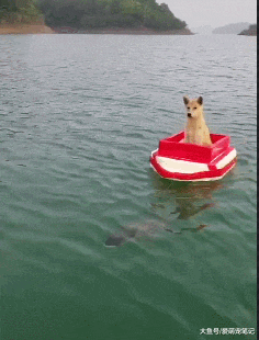 网友让鱼当“司机”，让狗狗体验了一把水上漂，汪：做梦都没想到