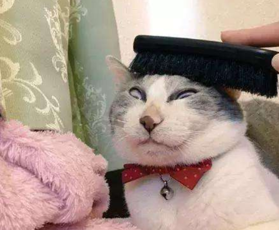 猫咪掉毛，一场持续终身的战争！照我说的做，你不会成为输家