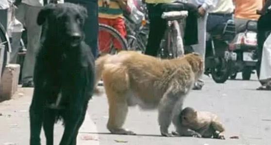 看到自己孩子被欺负，大猴子冲上去就打，随后场景令人动容！