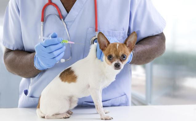 犬疫苗种类有哪些? 该怎么接种犬疫苗？