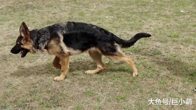 狗狗老了，运动方式也该换了，不然狗狗关节会坏掉的