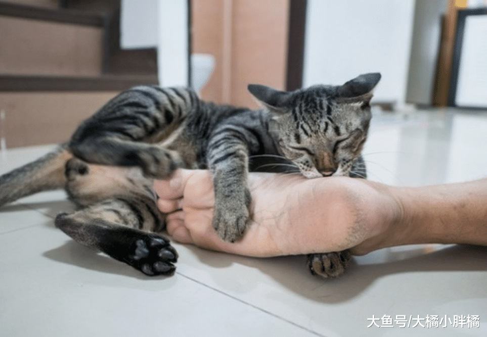 猫咪闻了你的脚后为啥会面露惊讶？不是你的脚臭，看完你就知道了