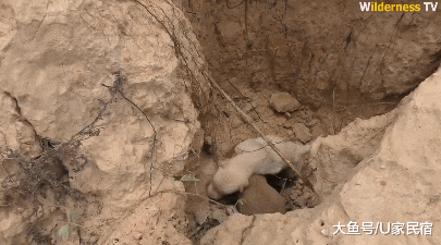 U+推荐 | 豪华狗窝：中式泳池豪宅、田园风情别墅、三层跳台别墅，人看了都想住