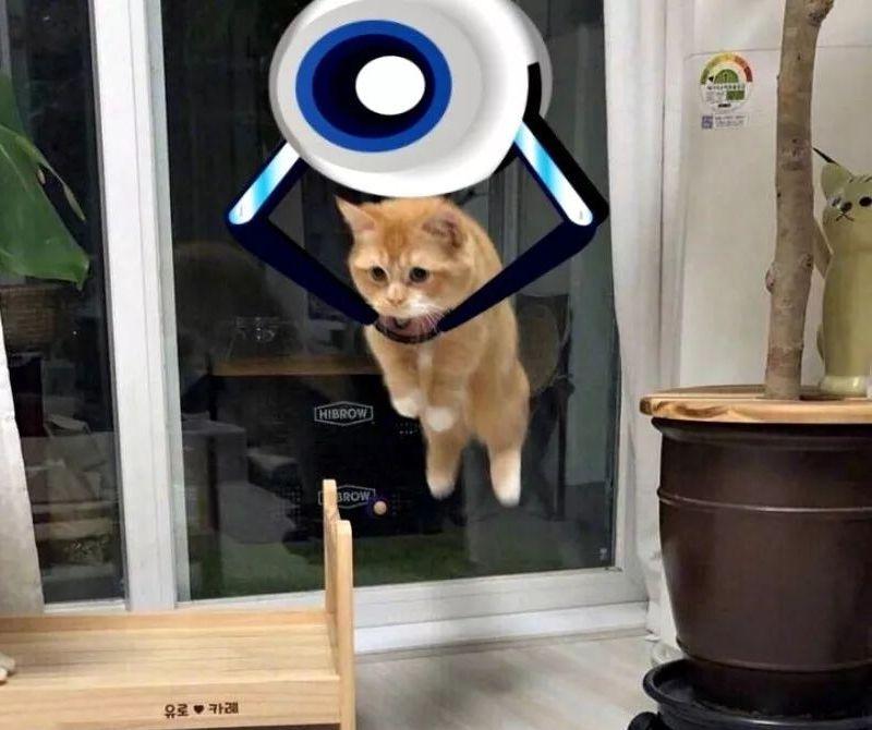 短腿曼基猫反重力漂浮照走红，被网友玩坏了