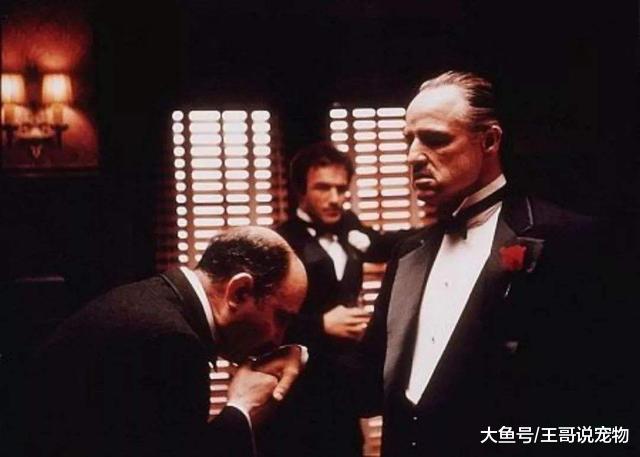《教父》为什么会被称为男人的圣经？这几句台词给你答案