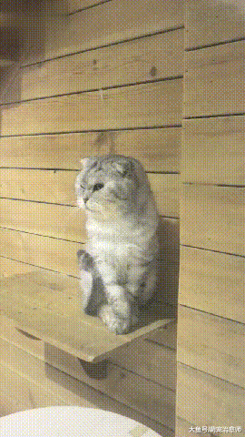 宠物店内一只英短猫始终没人选，看它凶狠模样，就明白怎么回事了