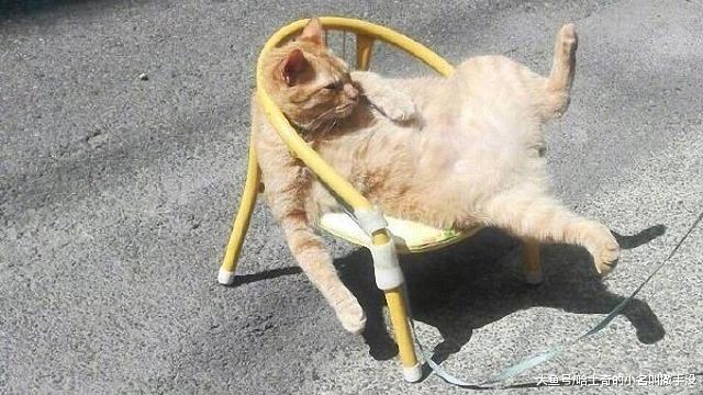 橘猫每次睡觉的时候，都喜欢用腿夹着黑猫睡觉，求黑猫的心里阴影