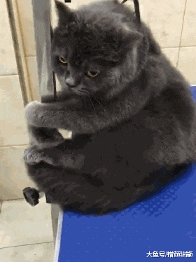 主人把猫送去洗澡, 半个小时后收到一段视频, 老板留言: 这次免费