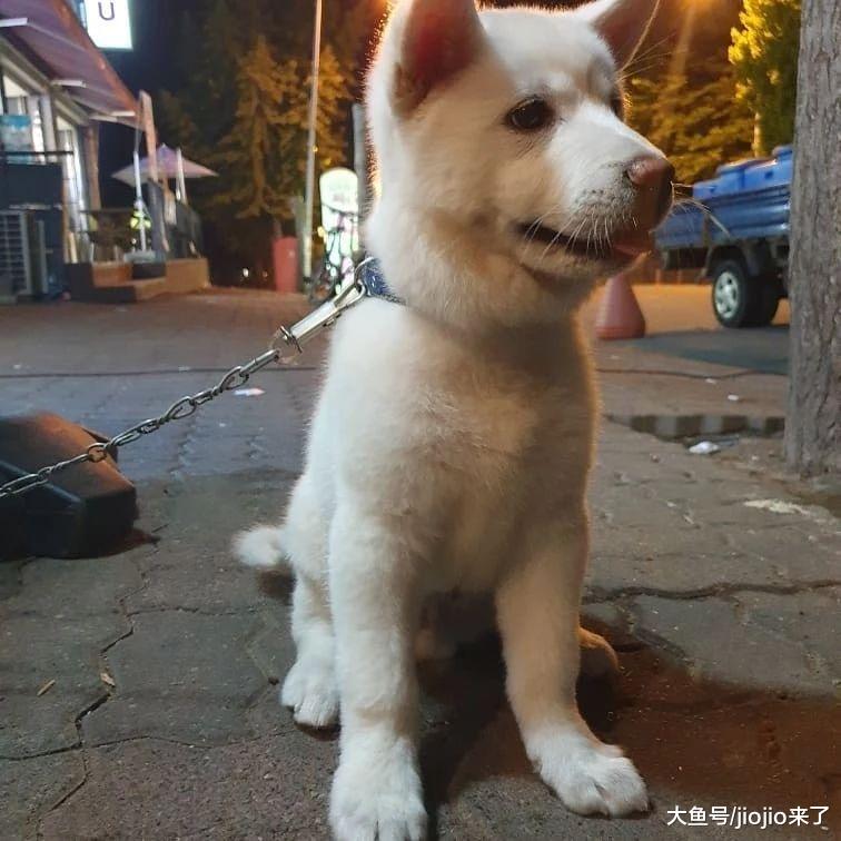 三个月大幼犬遭变态男性侵长达十多分钟！变态男辩解：喝多了……