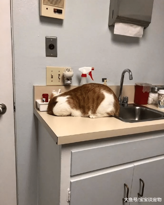 洗手台惊现“无头猫”，铲屎官无奈：为了不看兽医，啥事都干得出来！