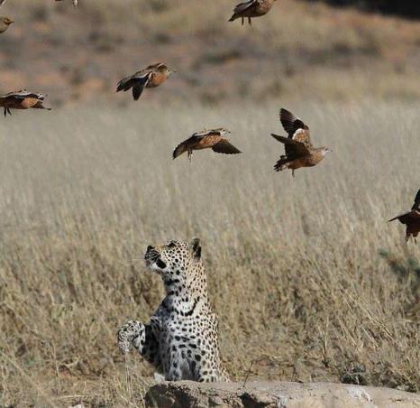 花豹和鸟斗智斗勇，没想到最后落得如此下场，连个鸟都打不过