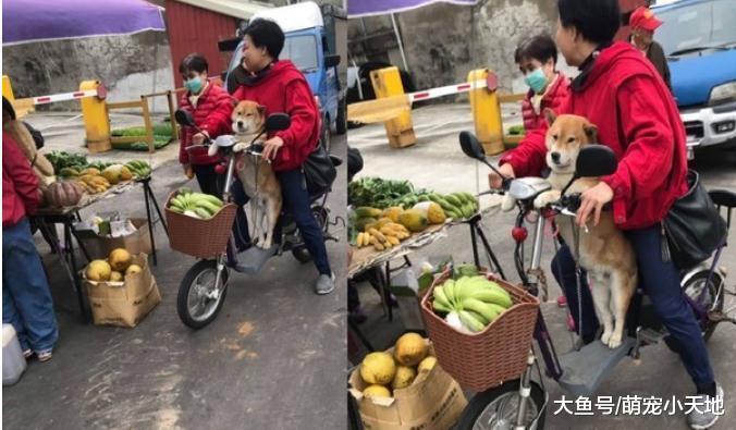 哀怨眼神射过来, 柴柴后腿再酸也要陪主人买菜