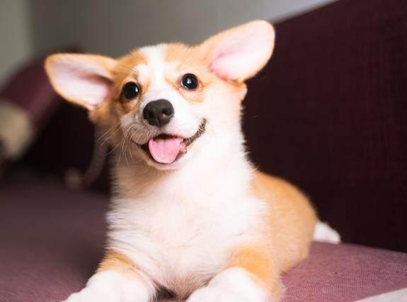 柯基幼犬怎么挑选? 送你6个小妙招!