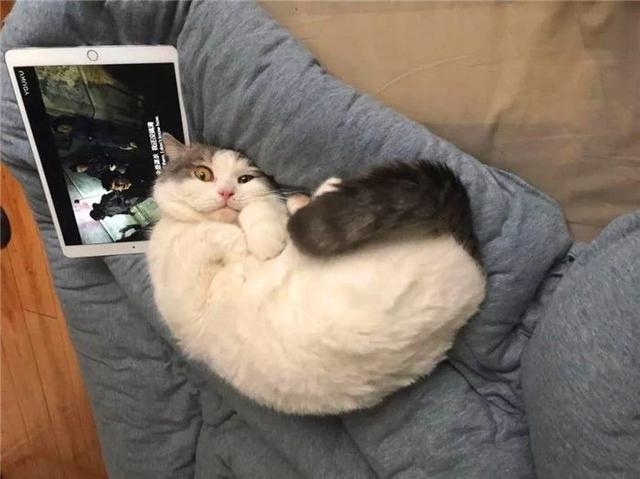 猫咪尾巴围住自己的行为内含三点警告意义，铲屎官却误以为在卖萌