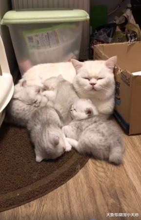 肉臉喵爸身體當枕頭照顧5幼仔，貓媽仍不放心的在一旁盯著