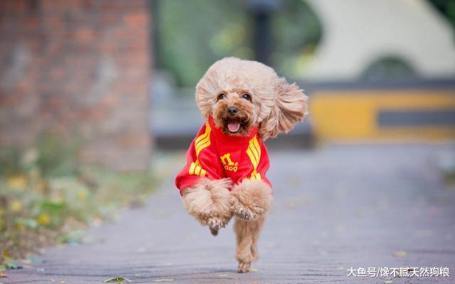 狗狗像“跟屁虫”一样跟着你，也许它想告诉你这5件事