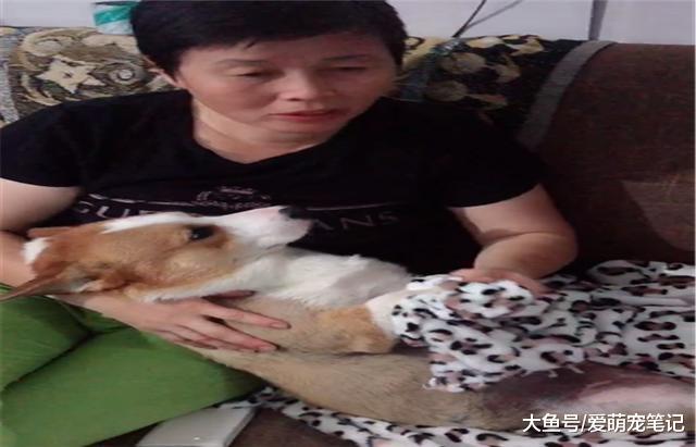 网友刚踏进家门，柯基就化身“膏药”粘着主人，汪：快点抱抱我了