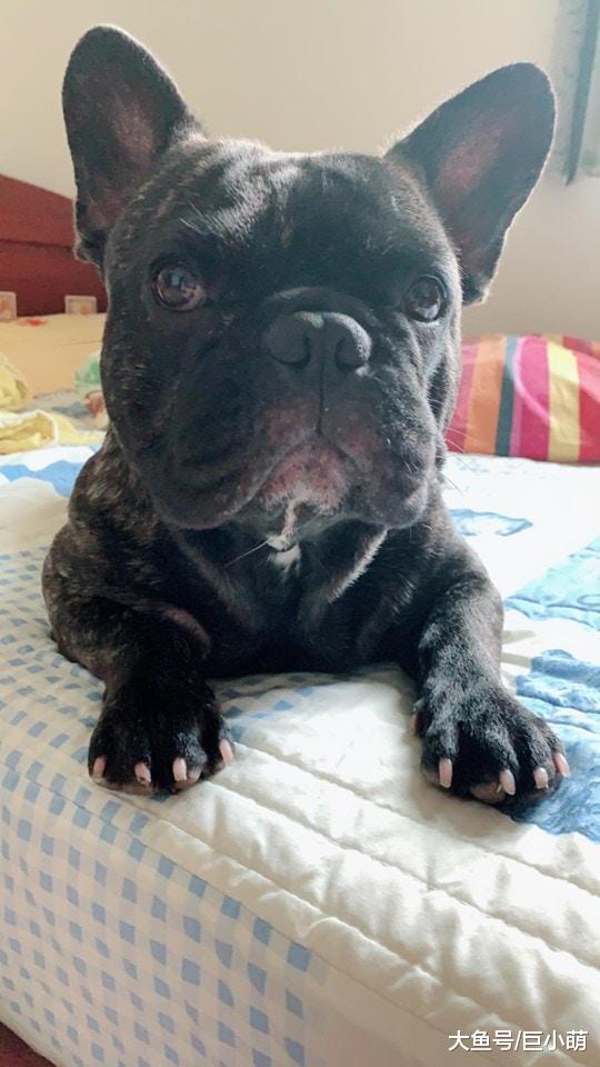 法斗每天到散步时间就失踪，主人无奈表示，名字并没有起错