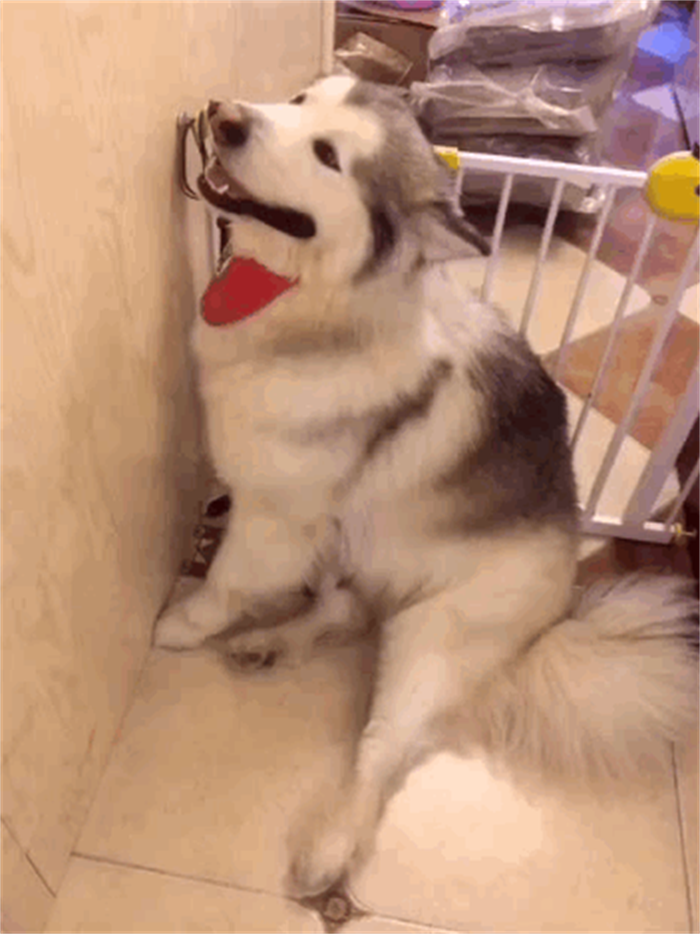 狗狗出现“面壁思过”，是一种危险信号，铲屎官切不可忽视