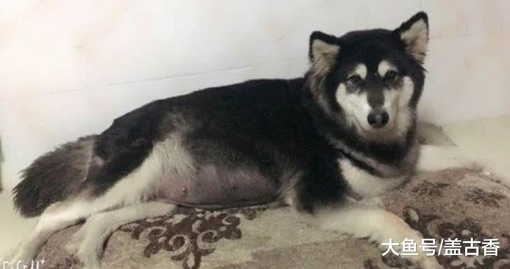 阿拉与金毛擦出火花，不久后却生下一窝黑狗，主人：金毛基因呢？