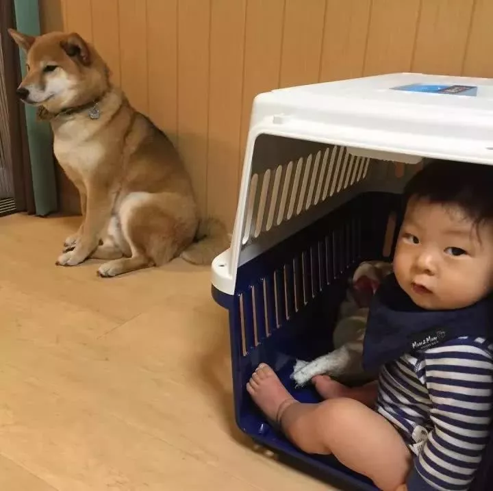 柴犬家添了一个小主人后，就像大哥一样无限宠溺！看完想养狗了