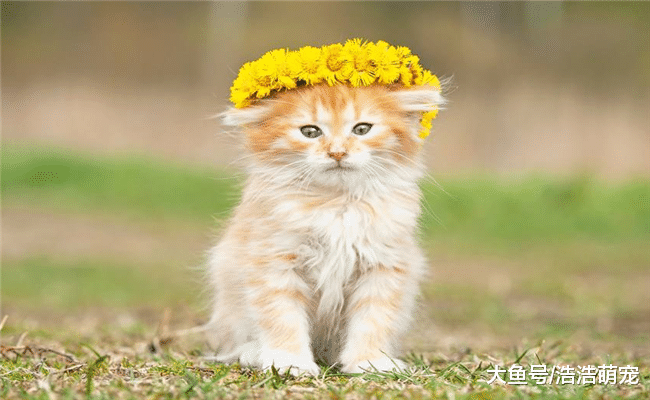 为什么很多人喜欢养猫? 全是原因下面4点, 看完你想养一只吗?