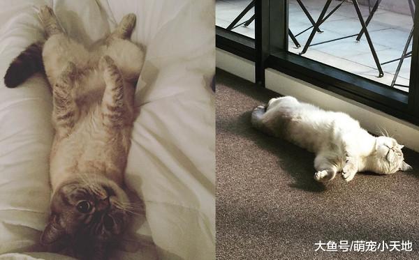 离开阳台没关窗，猫咪跳下18楼奇迹生还，饲主自责发文提醒