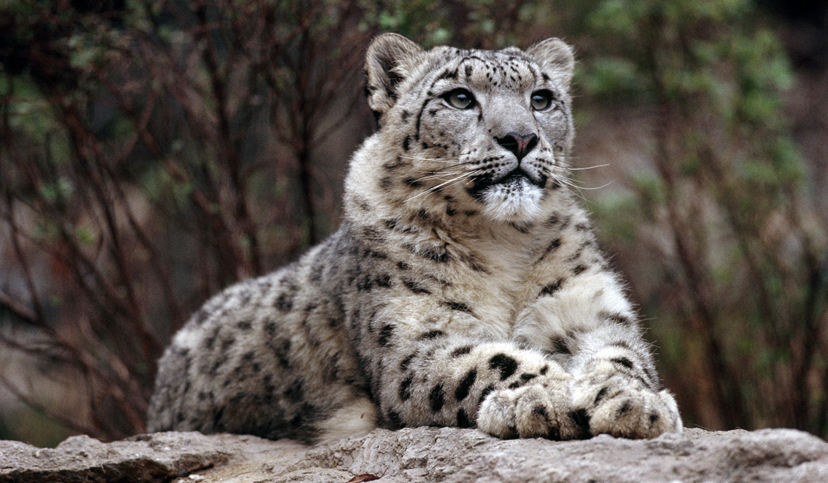 猫科豹属里面的所有动物，哪种实力最强？哪一种又最弱？
