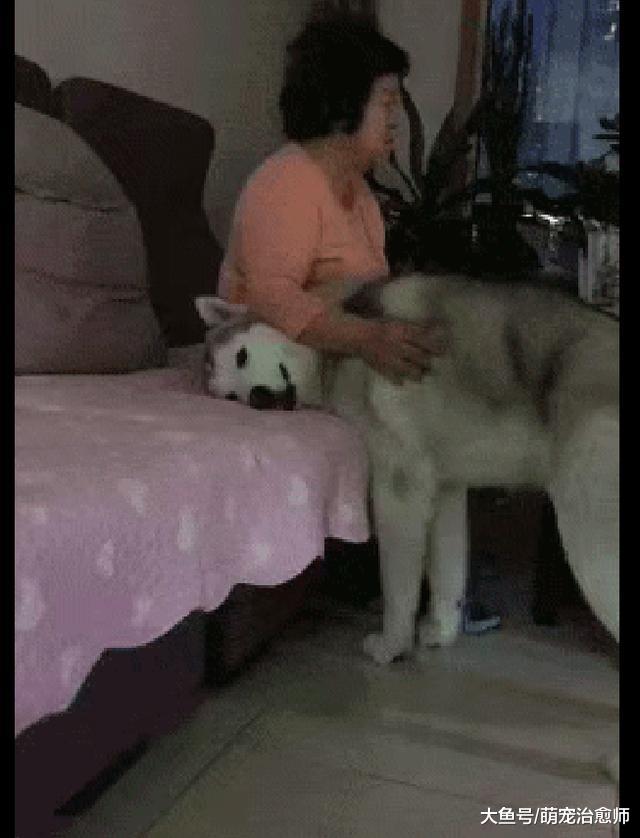 哈士奇回到家就钻进妈妈怀抱里，还对着网友嘲笑，表情太贱了！