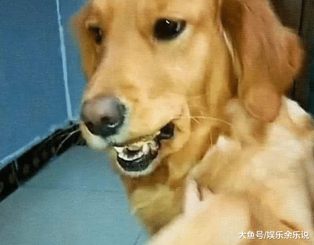 男子养的乌龟丢了，发现金毛鬼鬼祟祟不对劲，仔细一看不淡定了