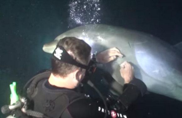男子潜水探险巧遇海豚，海豚不断发出声音，仔细一看发现一把刀