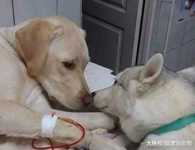 主人讓哈士奇探望生病的拉布拉多，結果它的爪子卻壓到了輸液管！
