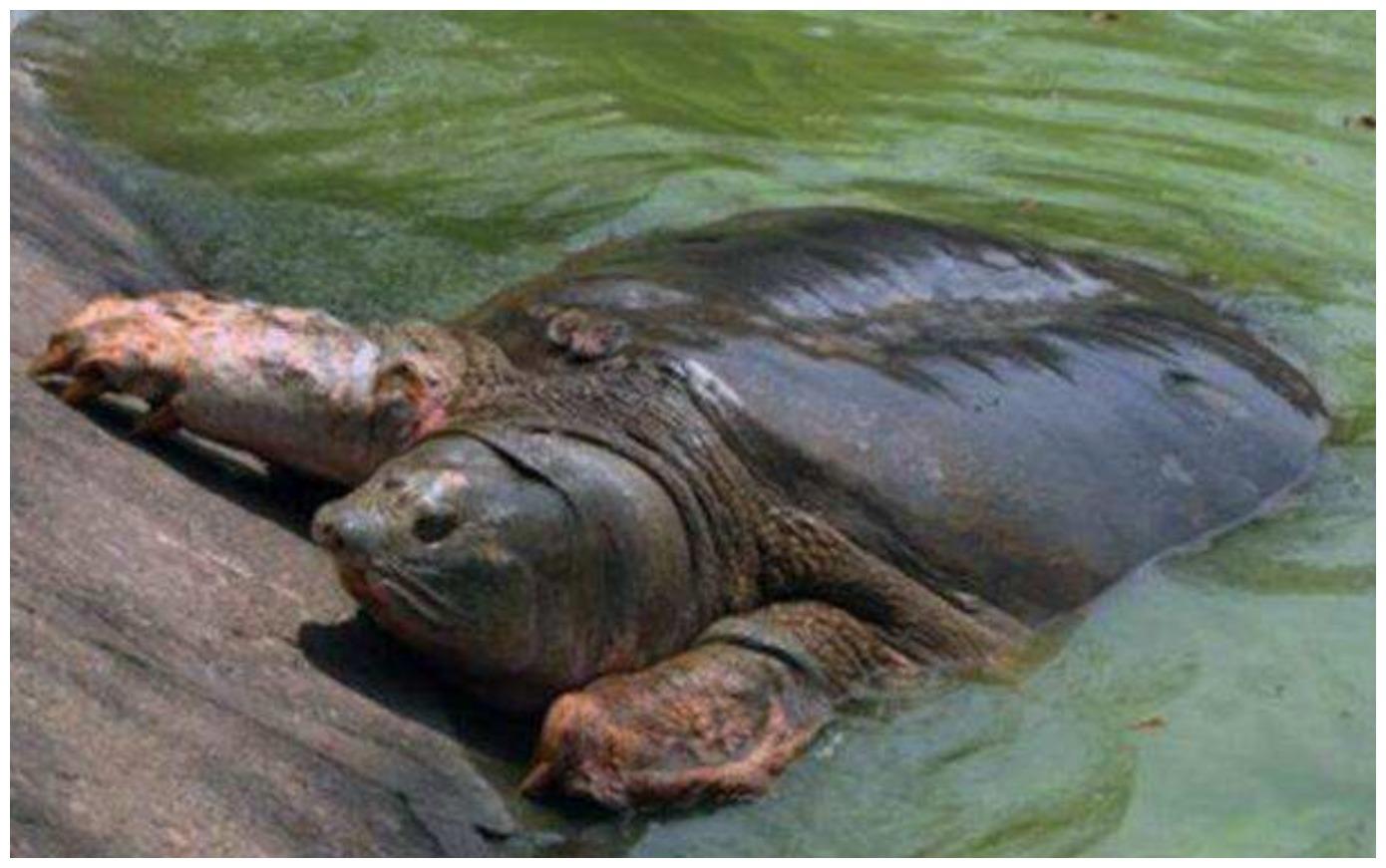 地球上最孤單的物種之一，全球就4頭了，人類也無計可施