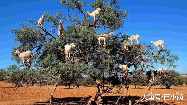 网红景点山羊爬树，游客必去打卡拍照，然而是剥削山羊的骗局