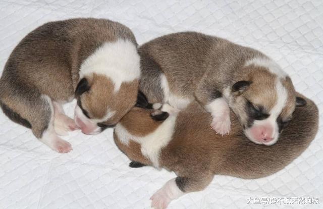 狗狗有4个时间段“钙”一定要足，但不能盲目补钙