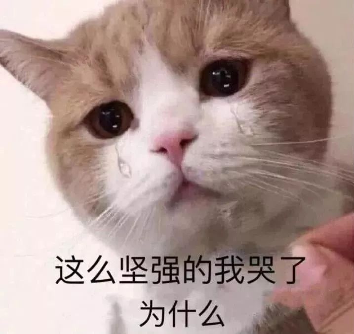 禁止除猫爪手术法案正式生效！给猫去爪究竟有多残忍？剁手试试