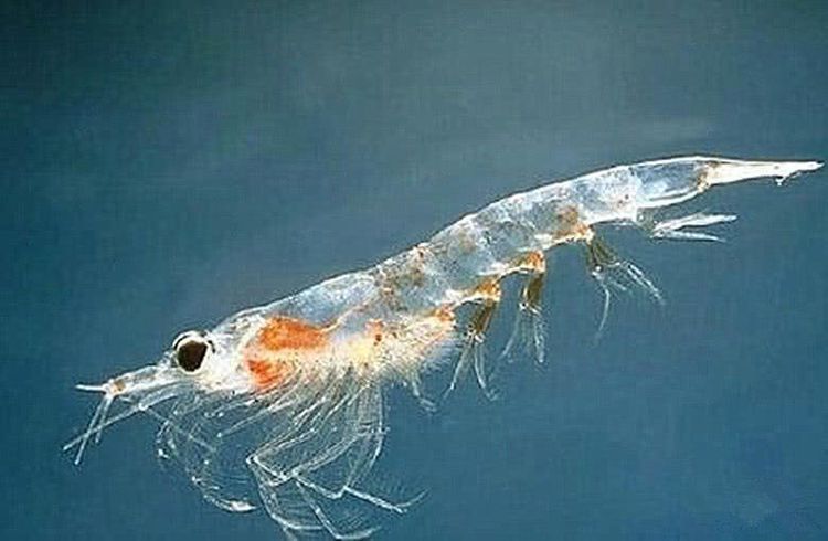 世界上最干净的生物,每年要被吃掉2亿吨,人类和鲸鱼都抢着吃
