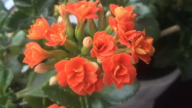 一大爷提醒！夏天养花，这1种水不能浇花，否则浇一盆死一盆，一定要记住！