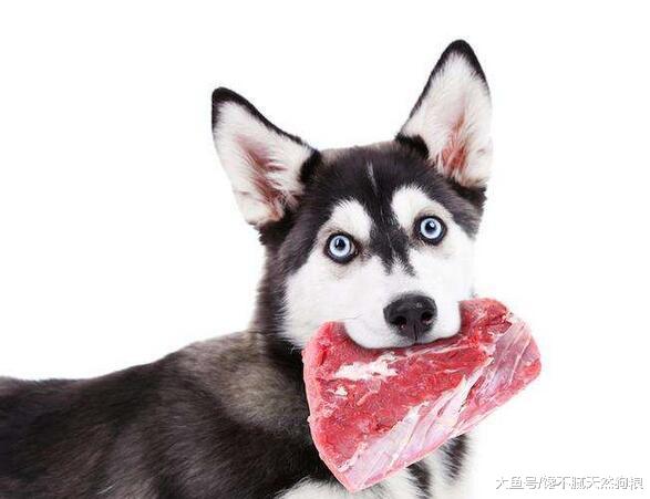 养狗的留意了: 这5个害狗禁忌, 会大大缩短狗狗的寿命!