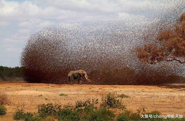 动物界规模最大的战斗，30万只麻雀攻击大象，场面太壮观