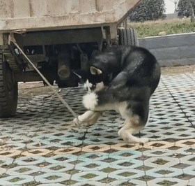 哈士奇拆家犯二，被主人牵到狗市上贩卖，狗：我做错了什么……