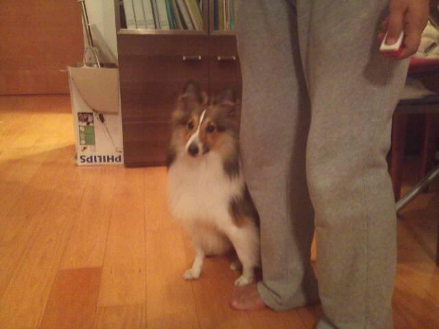 狗狗社交恐惧不解决，要么不敢出门，要么一遛狗就跟其它狗狗打架