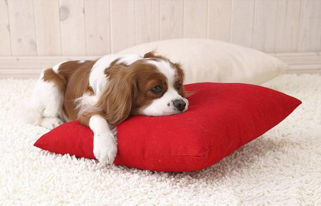 缺钙不是老年犬的特有，成年犬也会缺钙，主人要知道怎么补