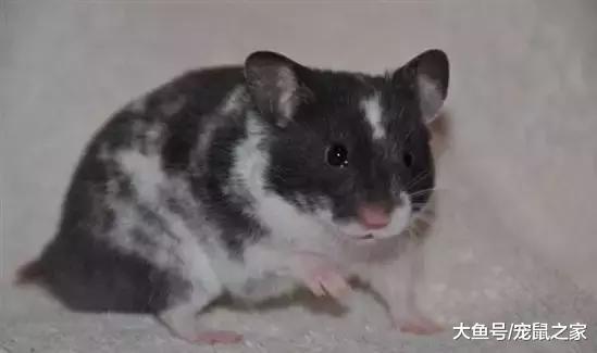 一文带你走进仓鼠世界: 仓鼠种类之叙利亚仓鼠(下)