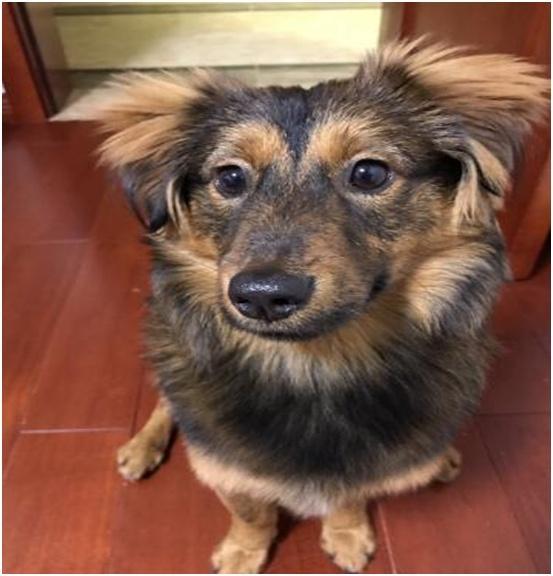 女主收留一只流浪狗，幾個月后，狗狗有著巨大的變化