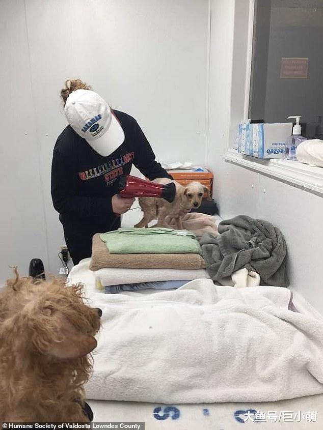 狗狗扎堆繁殖，700多只里很多是幼犬，狗最大的错就是生在繁殖场